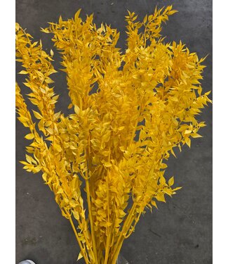 My Flowers Ruscus jaune fleurs séchées | Longueur 70 - 80 centimètres | Par bouquet de 10 - 12 branches