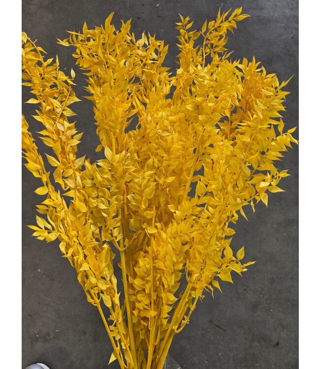 Ruscus jaune fleurs séchées | Longueur 70 - 80 centimètres | À commander par bouquet de 10 - 12 branches