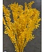 Ruscus jaune fleurs séchées | Longueur 70 - 80 centimètres | À commander par bouquet de 10 - 12 branches