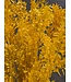 Ruscus jaune fleurs séchées | Longueur 70 - 80 centimètres | À commander par bouquet de 10 - 12 branches