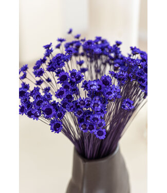 MyFlowers Fleurs de clochettes séchées pourpres | Fleurs étoilées de Glixia pourpres | Longueur ± 50 cm | Par bouquet