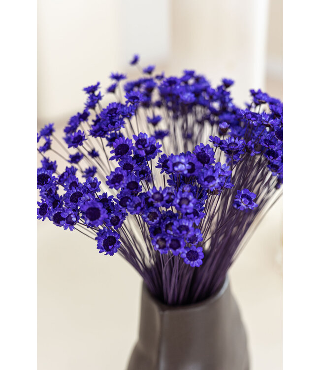 Fleurs de clochettes séchées pourpres | Fleurs étoilées de Glixia pourpres | Longueur ± 50 cm | Commande par bouquet