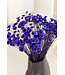 Fleurs de clochettes séchées pourpres | Fleurs étoilées de Glixia pourpres | Longueur ± 50 cm | Commande par bouquet