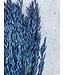 Blue dried oats | Blue Avena dried flowers | Length 70 centimetres | Order per bunch
