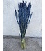 Avoine séchée bleue | Fleurs séchées d'Avena bleue | Longueur 70 centimètres | Commande par bouquet