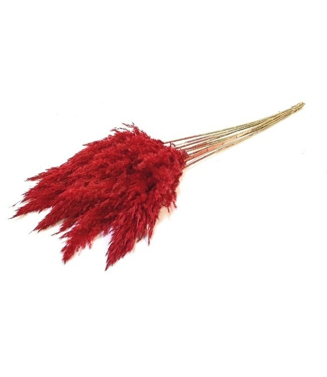 Dried red Pampas plumes | Length 70 centimetres | Available to order per 10 plumes