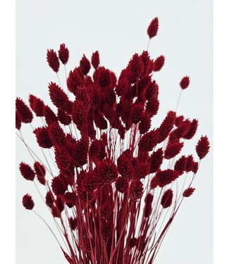 Dolce Vita Dark red Phalaris dried flowers | Length 65 centimetres | Per bunch