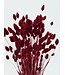 Dark red Phalaris dried flowers | Length 65 centimetres | Order per bunch