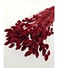 Dark red Phalaris dried flowers | Length 65 centimetres | Order per bunch