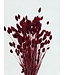 Dark red Phalaris dried flowers | Length 65 centimetres | Order per bunch