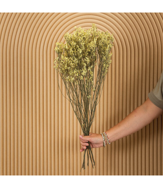 Lavande de mer séchée jaune | Fleurs séchées Limonium Diamond jaune | Longueur ± 70 cm | Commande par 5 tiges