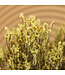 Lavande de mer séchée jaune | Fleurs séchées Limonium Diamond jaune | Longueur ± 70 cm | Commande par 5 tiges