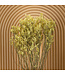 Lavande de mer séchée jaune | Fleurs séchées Limonium Diamond jaune | Longueur ± 70 cm | Commande par 5 tiges
