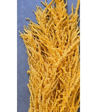 Casa Alegria Gele Amaranthus Caudatus | Gepreserveerd | Lengte 50 - 80 centimeter | Per stuk