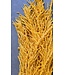 Amaranthus Caudatus Jaune | Préservé | Longueur 50 - 80 centimètres | Disponible à l'unité