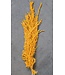 Amaranthus Caudatus Jaune | Préservé | Longueur 50 - 80 centimètres | Disponible à l'unité