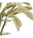 Gedroogde groen naturelle Setaria | naturelle Naaldaar droogbloemen | Lengte 65 centimeter | Per bos te bestellen