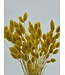 Fleurs séchées de Phalaris jaune | Longueur 65 centimètres | Commande par bouquet