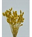 Fleurs séchées de Phalaris jaune | Longueur 65 centimètres | Commande par bouquet