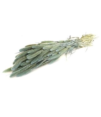 MyFlowers Hellblaue getrocknete Setaria | Hellblaue getrocknete Setarea-Blüten | Länge ± 70 cm | Pro Strauß