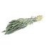 Light blue dried Setaria | Light blue Setarea dried flowers | Length ± 70 cm | Order per bunch
