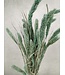 Hellblaue getrocknete Setaria | Hellblaue getrocknete Setarea-Blüten | Länge ± 70 cm | Bestellung pro Strauß