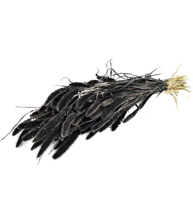 Setaria noir séché | Setarea noir séché | Longueur ± 70 cm | Commande par bouquet