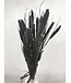 Setaria noir séché | Setarea noir séché | Longueur ± 70 cm | Commande par bouquet