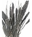 Setaria noir séché | Setarea noir séché | Longueur ± 70 cm | Commande par bouquet