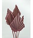 Vieux Rose feuille de palmier séchée | Lance de palmier rose fleurs séchées | Longueur ± 45 centimètres | Commande par 5 branches