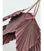 Vieux Rose feuille de palmier séchée | Lance de palmier rose fleurs séchées | Longueur ± 45 centimètres | Commande par 5 branches