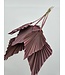 Vieux Rose feuille de palmier séchée | Lance de palmier rose fleurs séchées | Longueur ± 45 centimètres | Commande par 5 branches