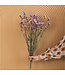 Lambsore séché rose clair | Fleurs séchées Statice Sinuata rose clair | Longueur ± 70 centimètres | Peut être commandé par bouquet