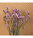 Lambsore séché rose clair | Fleurs séchées Statice Sinuata rose clair | Longueur ± 70 centimètres | Peut être commandé par bouquet