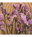 Lambsore séché rose clair | Fleurs séchées Statice Sinuata rose clair | Longueur ± 70 centimètres | Peut être commandé par bouquet