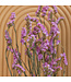 Lambsore séché rose clair | Fleurs séchées Statice Sinuata rose clair | Longueur ± 70 centimètres | Peut être commandé par bouquet