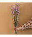 Lambsore séché rose clair | Fleurs séchées Statice Sinuata rose clair | Longueur ± 70 centimètres | Peut être commandé par bouquet
