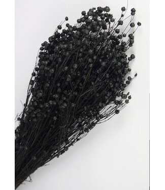 MyFlowers Lin noir séché | Linum noir fleurs séchées | Longueur ± 55 cm | Par bouquet