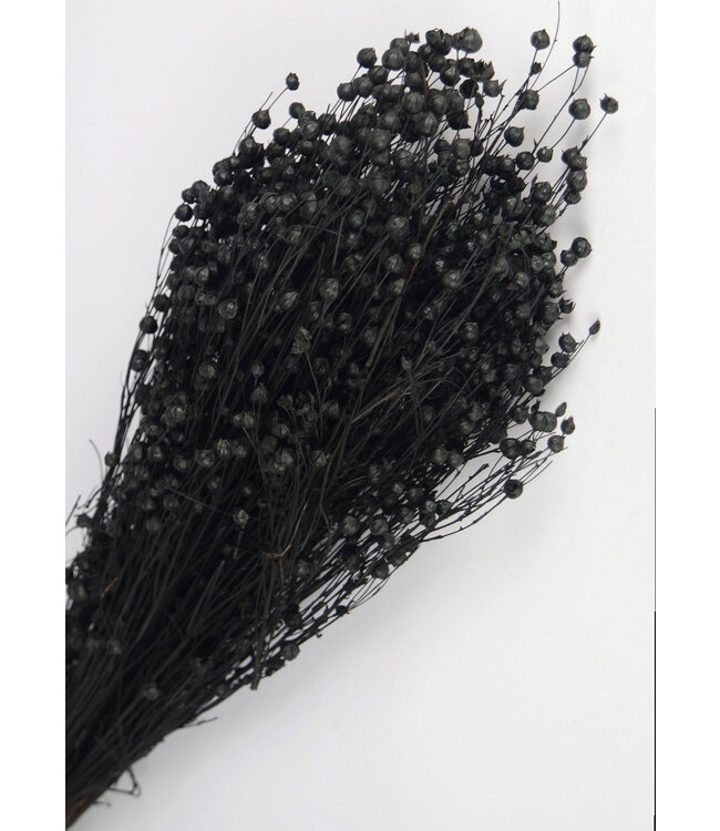 Lin noir séché | Linum noir fleurs séchées | Longueur ± 55 cm | Commande par bouquet