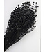 Lin noir séché | Linum noir fleurs séchées | Longueur ± 55 cm | Commande par bouquet