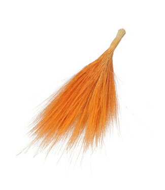 MyFlowers Orange Barba de Bode | Goat Grass Dried Flowers | Length ± 55 centimetres | Per bunch