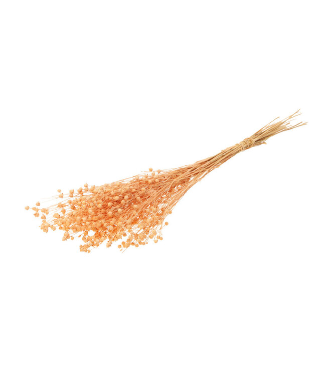 Salmon-coloured dried flax | Salmon-coloured Linum dried flowers | Length ± 55 cm | Order per bunch