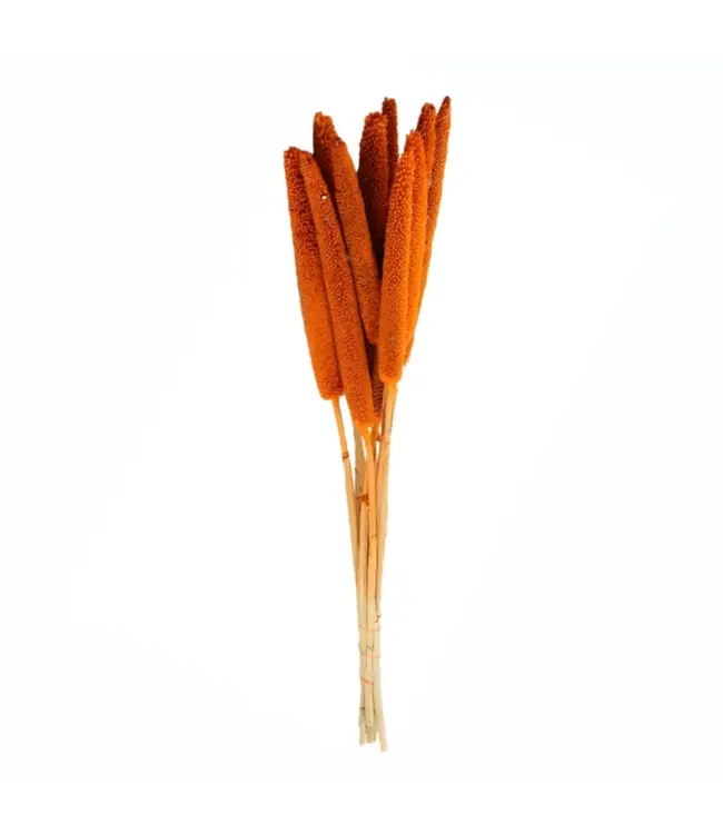 Babala orange séchée | Fleurs séchées de millet perlé | Longueur ± 75 centimètres | Commande par 10 pièces