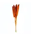 Babala orange séchée | Fleurs séchées de millet perlé | Longueur ± 75 centimètres | Commande par 10 pièces