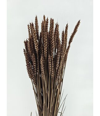 MyFlowers Blé séché brun clair | Triticum séché brun clair | Longueur ± 70 centimètres | Par bouquet