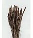 Blé séché brun clair | Triticum séché brun clair | Longueur ± 70 centimètres | À commander par bouquet