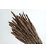 Blé séché brun clair | Triticum séché brun clair | Longueur ± 70 centimètres | À commander par bouquet