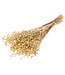 Goudkleurig gedroogd vlas | Goudkleurige Linum droogbloemen | Lengte ± 55 cm | Per bos te bestellen