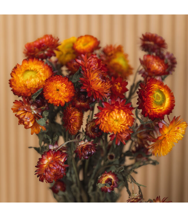 Gedroogde oranje Helichrysum | Oranje strobloemen droogbloemen | Lengte 55 centimeter | Per bos te bestellen