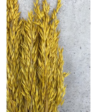 MyFlowers Avoine séchée jaune | Fleurs séchées d'Avena jaune | Longueur 70 centimètres | Par bouquet